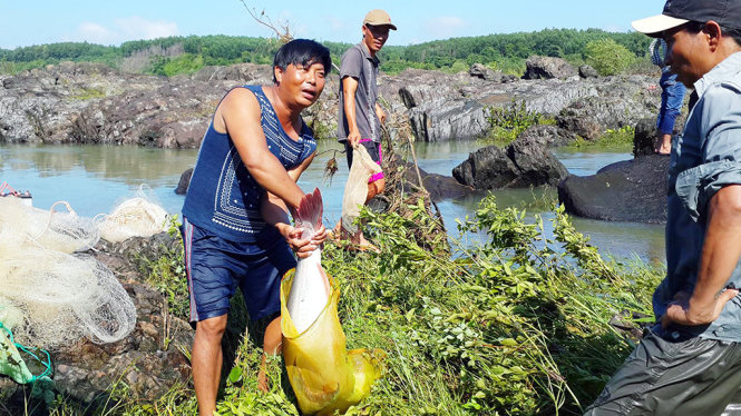 Đổ[-]xô[-]bắt[-]cá[-]lớn[-]dưới[-]đập[-]hồ[-]Trị[-]An